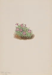 Carpet Pink Silene acaulis, 1905