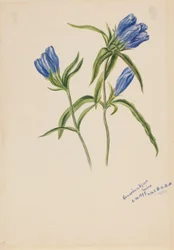 Closed Gentian