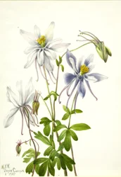 Columbine