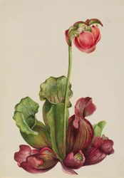 Common Pitcherplant Sarracenia purpurea venosa, 1931