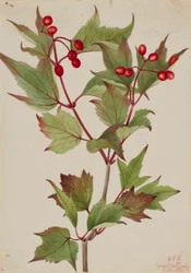 Cranberrybush