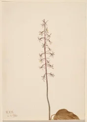 Crane-Fly Orchis