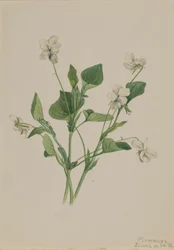 Cream Violet Viola striata, 1918