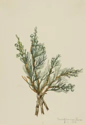 Creeping Juniper Juniperus horizontalis