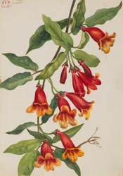 Crossvine