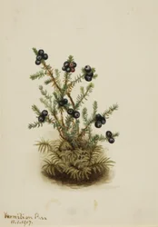 Crowberry Empetrum nigrum