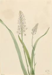 Crowpoison Chrosperma muscaetoxicum