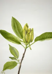 Cucumber Tree Magnolia, 1938