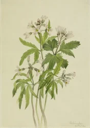 Cut Toothwort