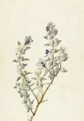 Death Valley Sage Salvia funerea