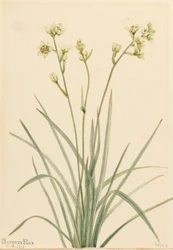 Deathcamas