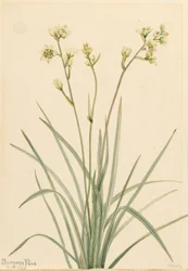 Deathcamas Zygadenus elegans