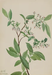 Deerberry, 1922