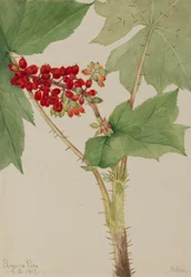 Devilsclub Echinopanax horridum
