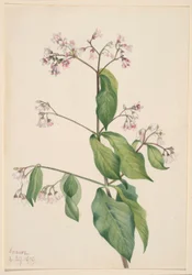 Dogbane