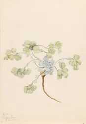 Double Bladderpod