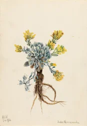 Double Bladderpod (Physaria didymocarpa)