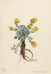 Double Bladderpod Physaria didymocarpa