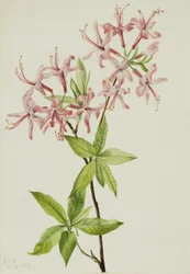 Downy Pinxter Bloom
