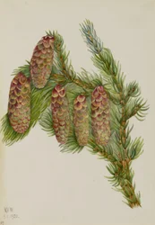 Engelmann Spruce