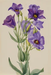 Eustoma russelianum, ca. early 1930s