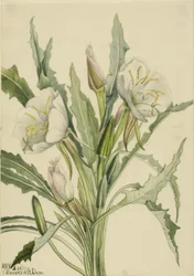 Evening Primrose (Pachyoplus hirsutus)