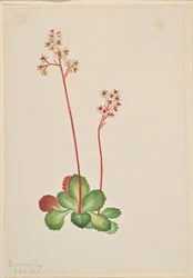 Evergreen Saxifrage