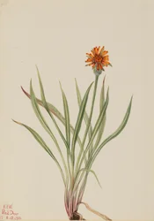 False Dandelion
