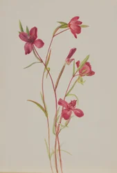 Farewell to Spring (Godetia amoena lilja)