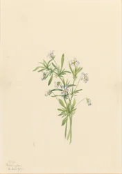 Field Violet