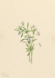 Field Violet Viola rafinesquii, 1919