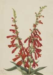 Fire Pentstemon