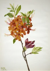 Flame Azalea