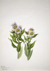 Fleabane