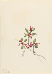 Fringed Polygala (Polygala paucifolia)