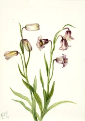 Fritillary Fritillaria biflora, 1935