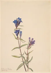 Gentian