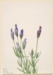 Gentian (Gentiana macounii)