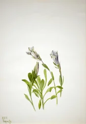 Gentian (Gentiana newberri)