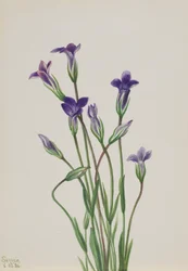Gentian Gentiana holopetala