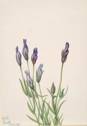 Gentian