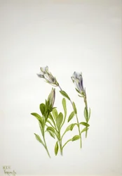 Gentian Gentiana newberri, 1938