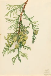 Giant Arborvitae Thuja plicata, 1923