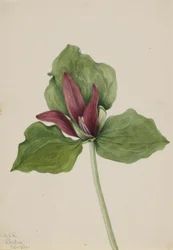 Giant Trillium
