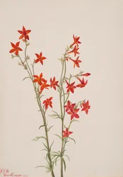 Gilia arizonica