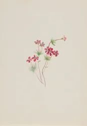 Linanthus Gilia