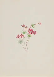Gilia linanthus parviflorus