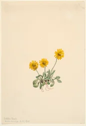 Golden Fleabane