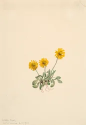 Golden Fleabane, 1904