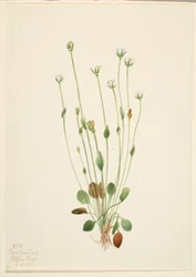 Gray Ragwort